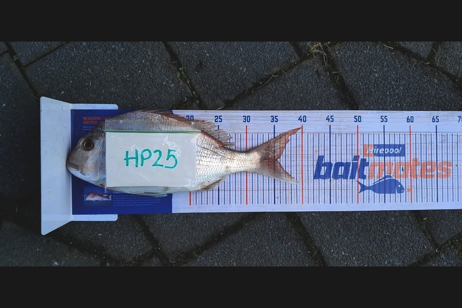 Ricky Aitchison caught this 35.0cm Snapper at Coromandel during The Hirepool Baitmates Fishing Comp
