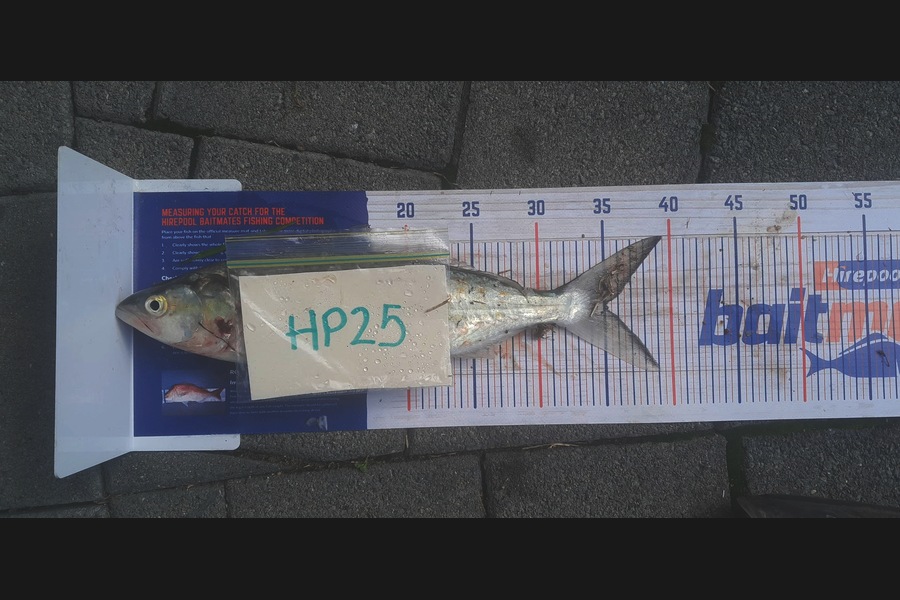 Ricky Aitchison caught this 35.0cm Kahawai at Coromandel during The Hirepool Baitmates Fishing Comp