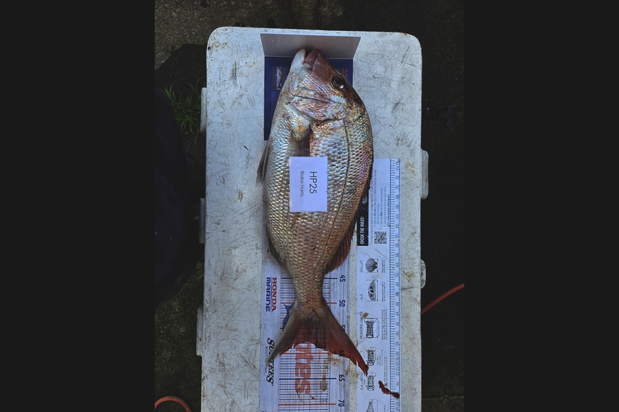 Blake Harris caught this 57.5cm Snapper at Taranaki during The Hirepool Baitmates Fishing Comp
