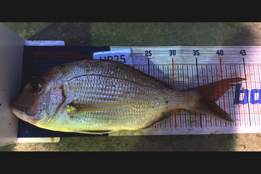 Tyler Williams caught this 38.0cm Snapper at Nelson/Marlborough during The Hirepool Baitmates Fishing Comp