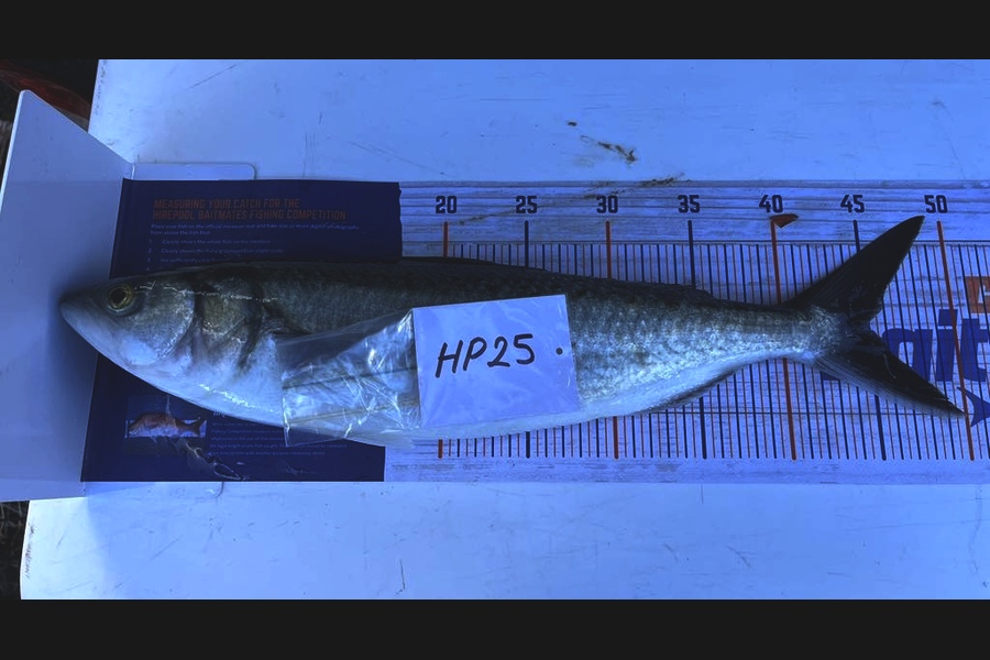 Jaxson Burns caught this 45.0cm Kahawai at Auckland during The Hirepool Baitmates Fishing Comp