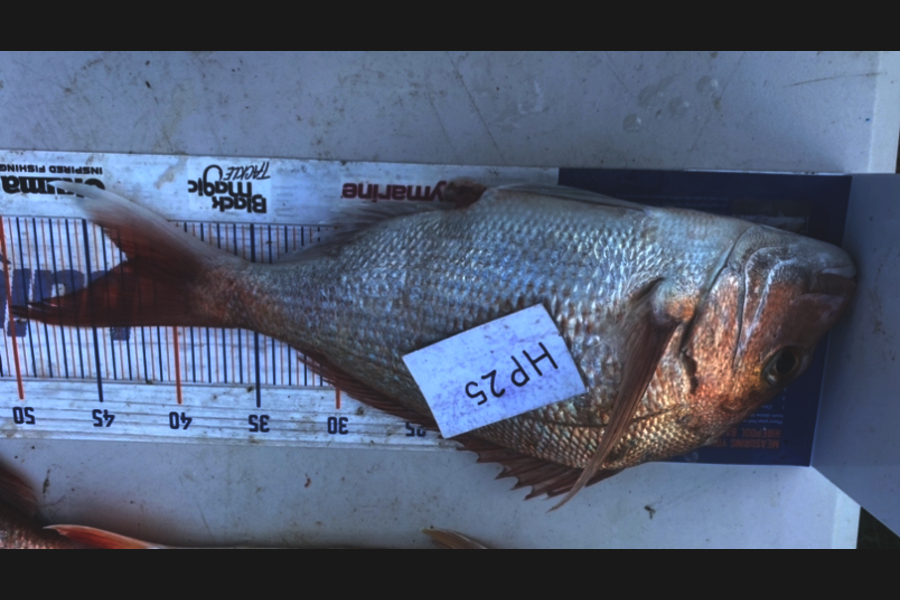 Blake Russell caught this 42.5cm Snapper at Manawatu during The Hirepool Baitmates Fishing Comp