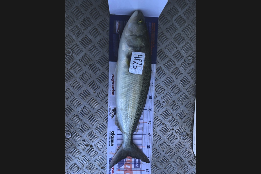 Matthew Spargo caught this 53.5cm Kahawai at Coromandel during The Hirepool Baitmates Fishing Comp