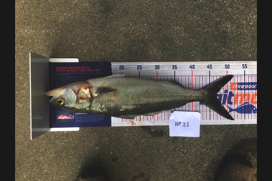 ARU ALLANSON caught this 46.5cm Kahawai at West Coast during The Hirepool Baitmates Fishing Comp
