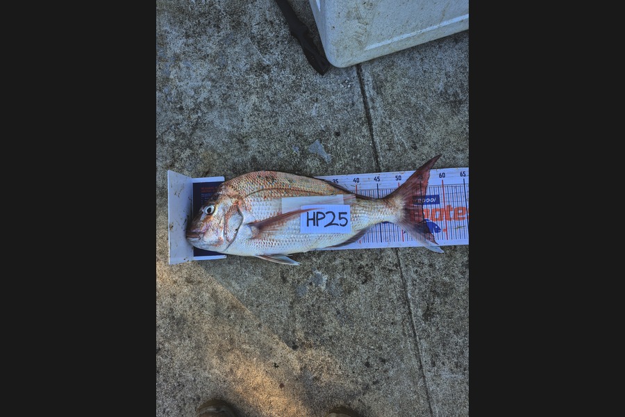 Isaac Taylor caught this 55.0cm Snapper at Nelson/Marlborough during The Hirepool Baitmates Fishing Comp