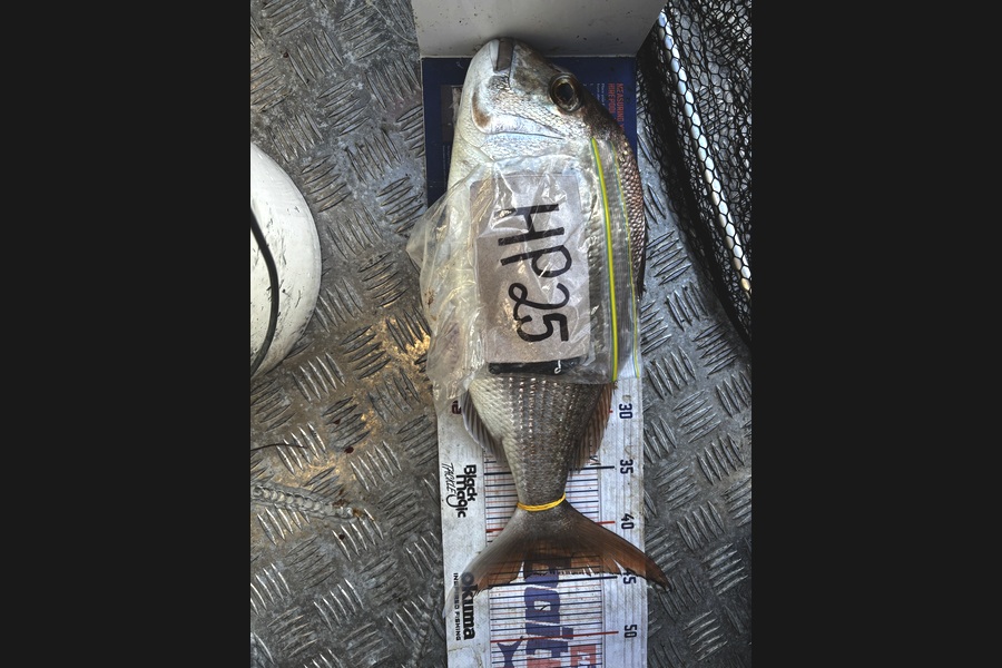 Jethro Andrews caught this 44.5cm Snapper at Coromandel during The Hirepool Baitmates Fishing Comp