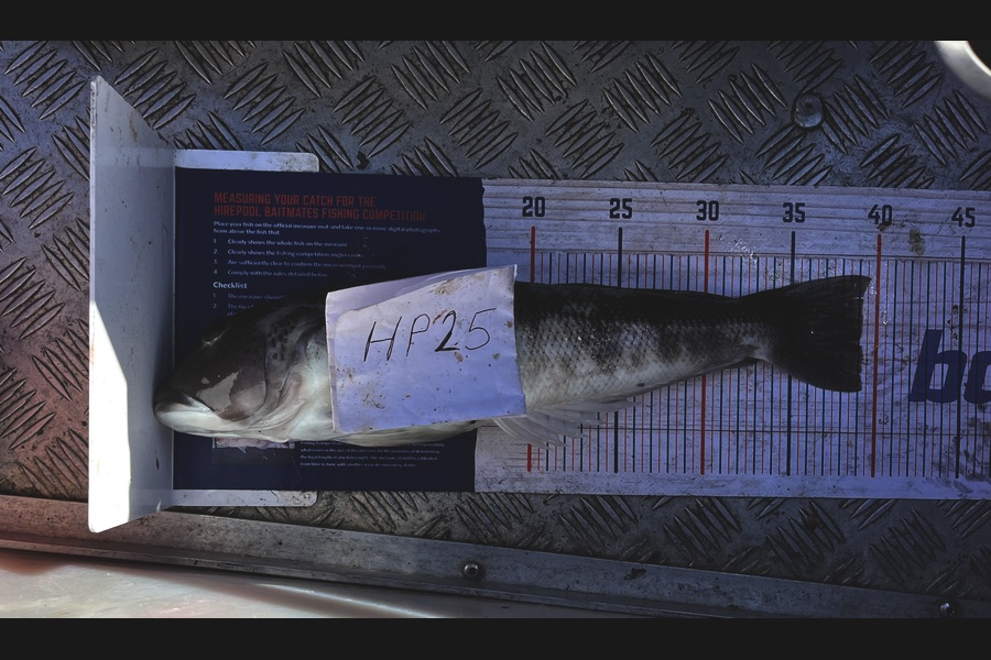 Adam Tilson caught this 39.0cm Blue Cod at Nelson/Marlborough during The Hirepool Baitmates Fishing Comp
