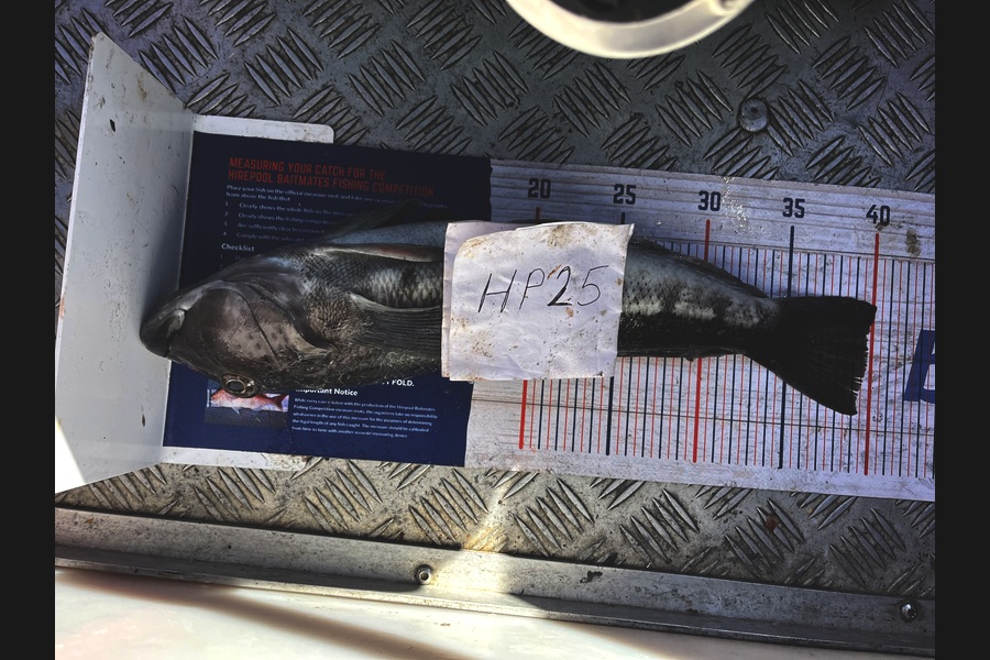 Jack Tilson caught this 39.5cm Blue Cod at Nelson/Marlborough during The Hirepool Baitmates Fishing Comp