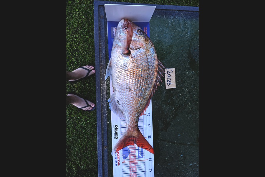 liam ball caught this 52.5cm Snapper at Nelson/Marlborough during The Hirepool Baitmates Fishing Comp