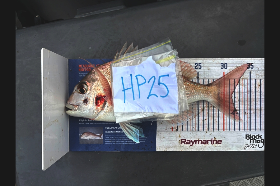 Piper Warmington caught this 31.5cm Snapper at Northland during The Hirepool Baitmates Fishing Comp