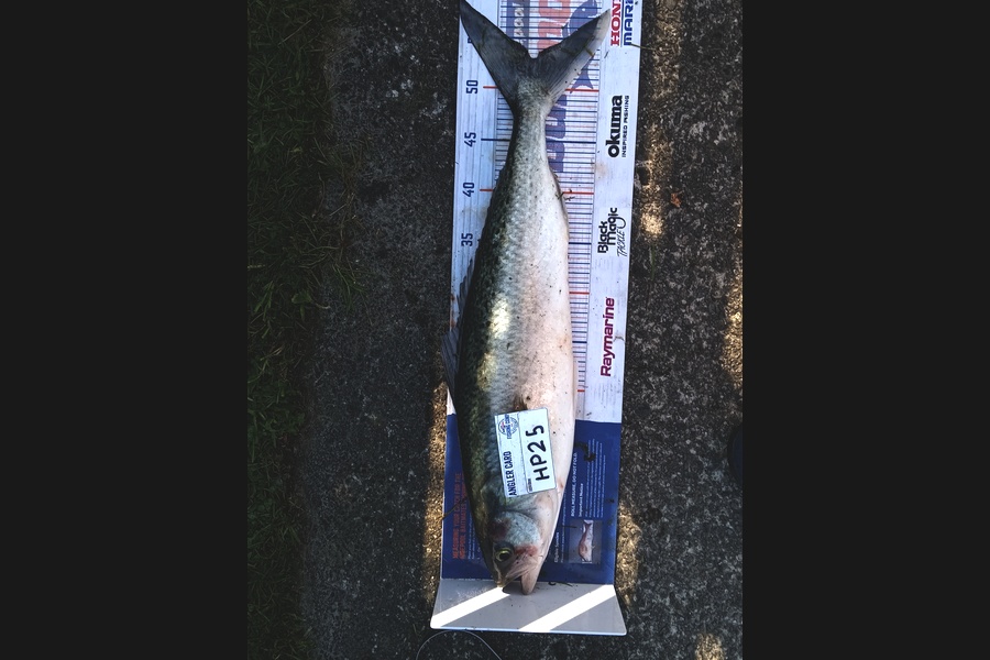 Cooper Rosson caught this 53.0cm Kahawai at Wellington during The Hirepool Baitmates Fishing Comp