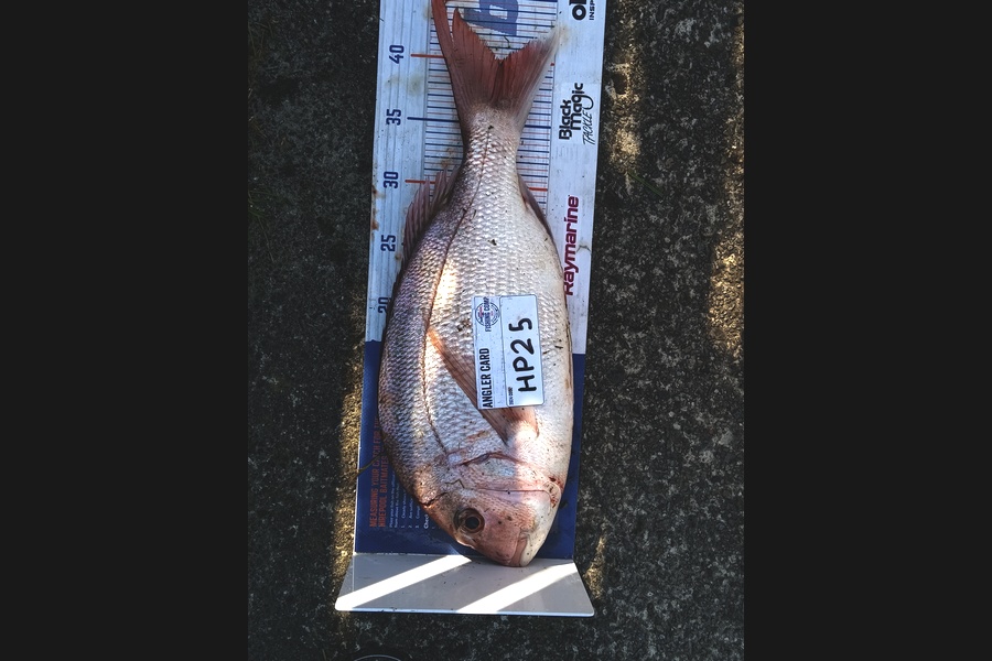 Cooper Rosson caught this 40cm Snapper at Wellington during The Hirepool Baitmates Fishing Comp
