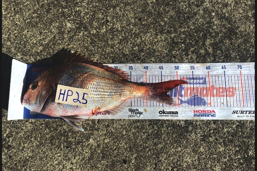 Blake Russell caught this 45.5cm Snapper at Manawatu during The Hirepool Baitmates Fishing Comp