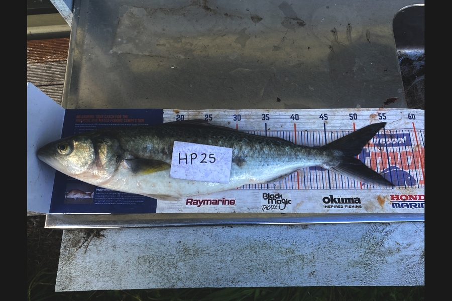 Blake Russell caught this 49.5cm Kahawai at Manawatu during The Hirepool Baitmates Fishing Comp
