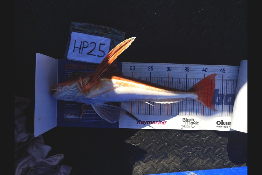 Jahlin Tehiko caught this 43.0cm Gurnard at Hawkes Bay during The Hirepool Baitmates Fishing Comp
