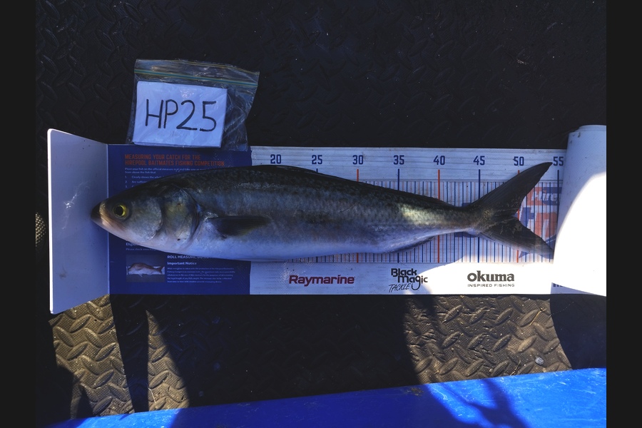 Jahlin Tehiko caught this 49.0cm Kahawai at Hawkes Bay during The Hirepool Baitmates Fishing Comp