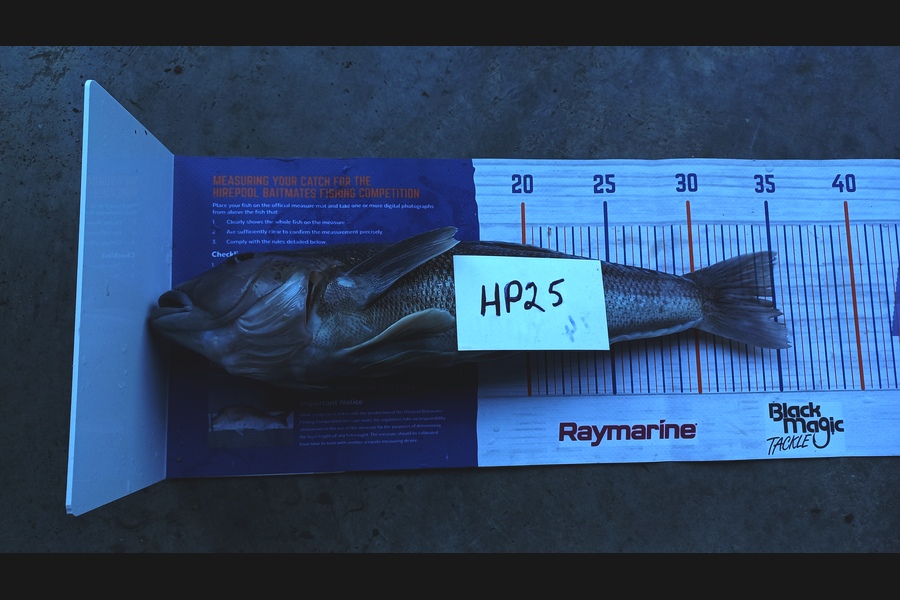 Kelvin Mckay caught this 35.0cm Blue Cod at Otago during The Hirepool Baitmates Fishing Comp
