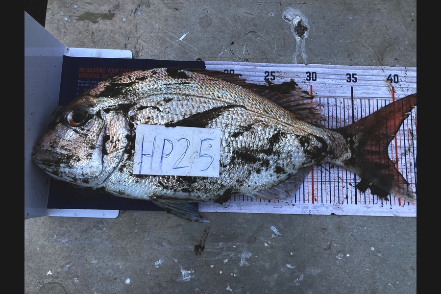 Aden Van den brand caught this 39.0cm Snapper at Taranaki during The Hirepool Baitmates Fishing Comp