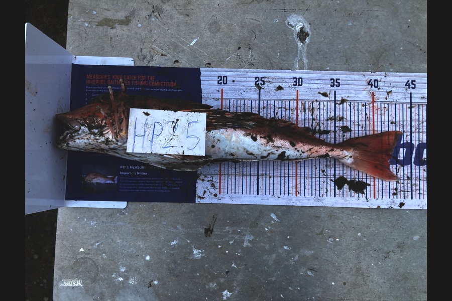 Aden Van den brand caught this 42.0cm Gurnard at Taranaki during The Hirepool Baitmates Fishing Comp