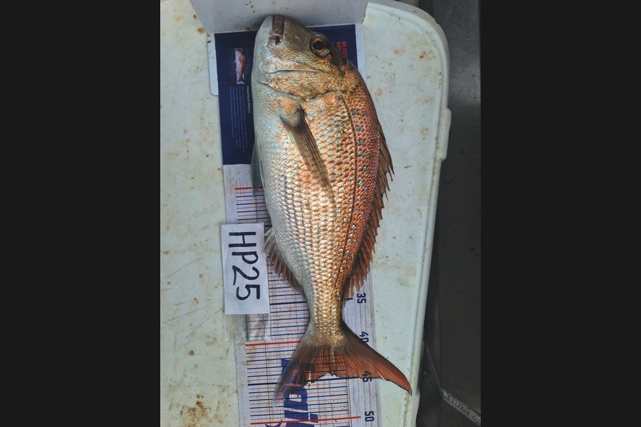 Lokie Tee caught this 44.0cm Snapper at Coromandel during The Hirepool Baitmates Fishing Comp