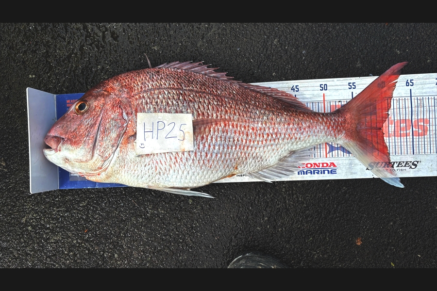 Noah Leaning caught this 59.5cm Snapper at Auckland during The Hirepool Baitmates Fishing Comp