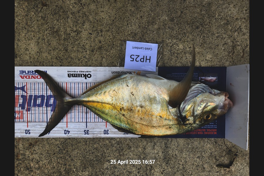 Caleb Lambert caught this 42.5cm Trevally at Northland during The Hirepool Baitmates Fishing Comp