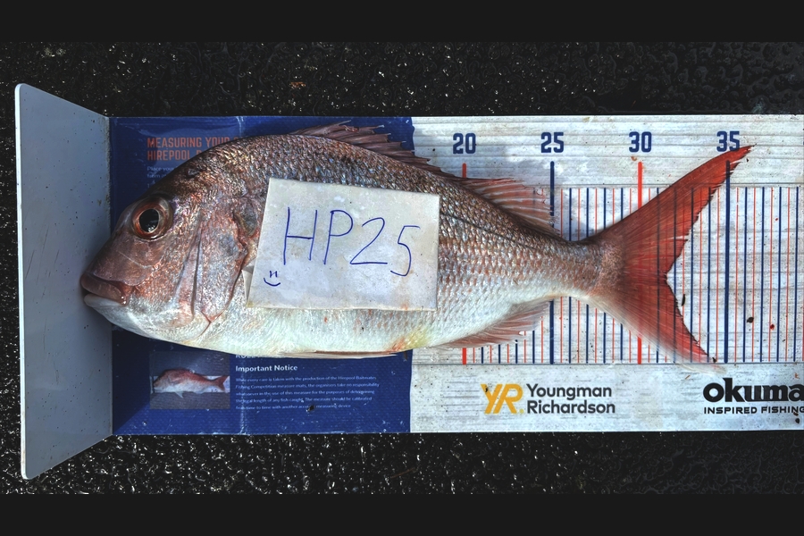 Carter Leaning caught this 31.5cm Snapper at Auckland during The Hirepool Baitmates Fishing Comp