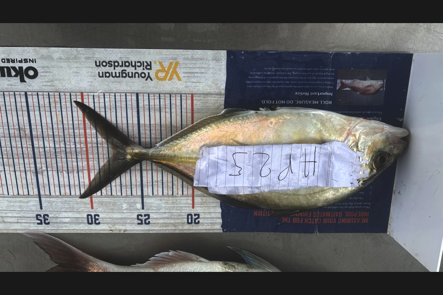 Noah Leaning caught this 27cm Trevally at Auckland during The Hirepool Baitmates Fishing Comp