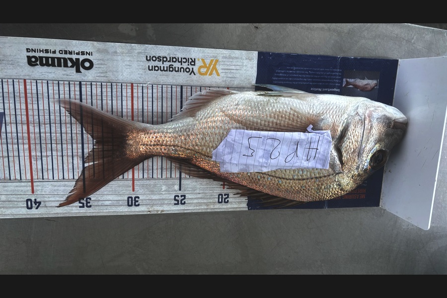 Carter Leaning caught this 33.5cm Snapper at Auckland during The Hirepool Baitmates Fishing Comp