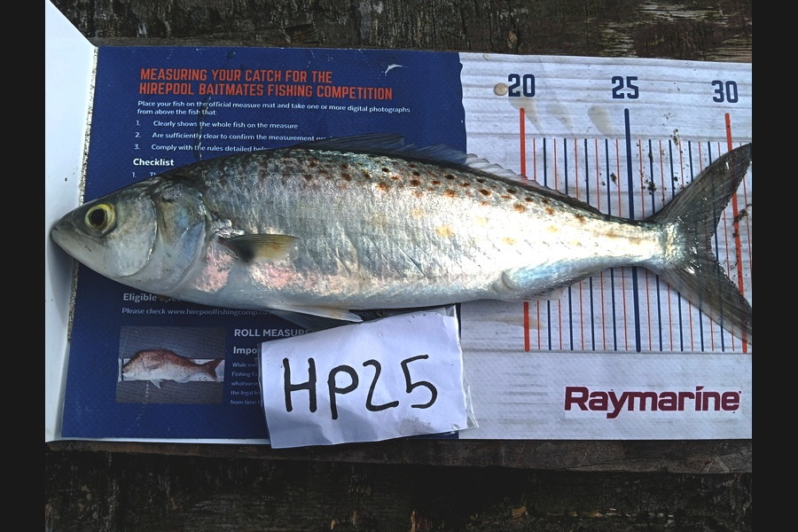 Addison Ray caught this 28.5cm Kahawai at Nelson/Marlborough during The Hirepool Baitmates Fishing Comp