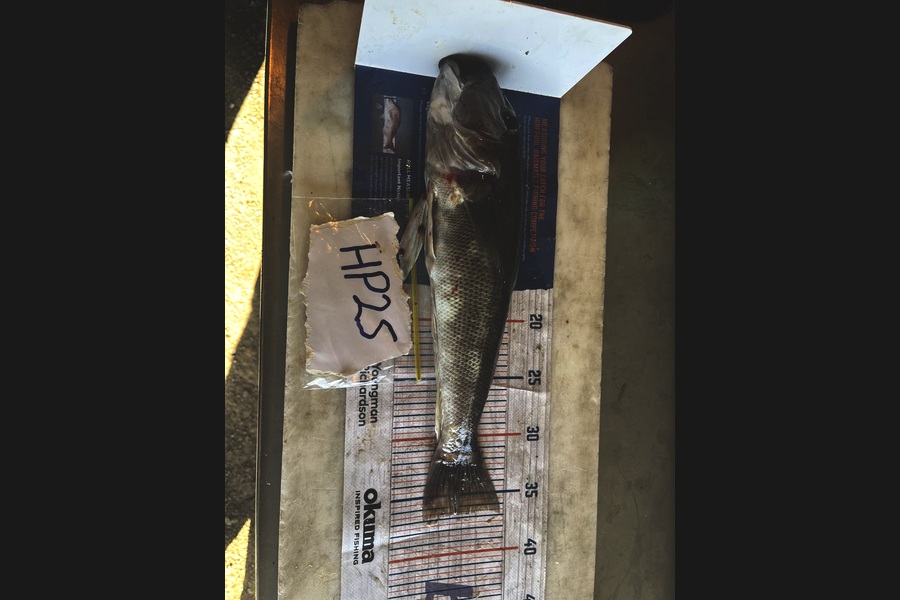 Harry Young caught this 36.5cm Blue Cod at Nelson/Marlborough during The Hirepool Baitmates Fishing Comp
