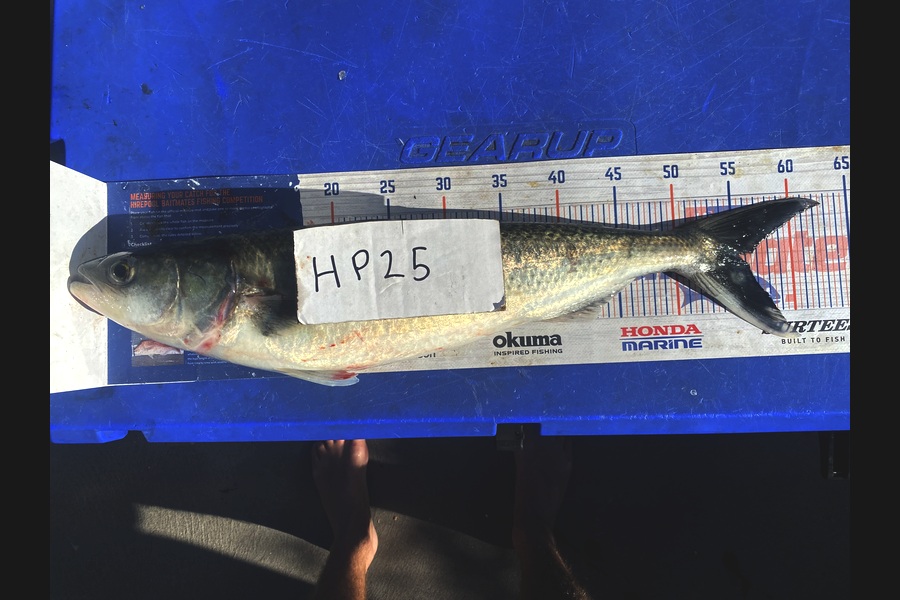 Brody Mitchell caught this 55.5cm Kahawai at Nelson/Marlborough during The Hirepool Baitmates Fishing Comp