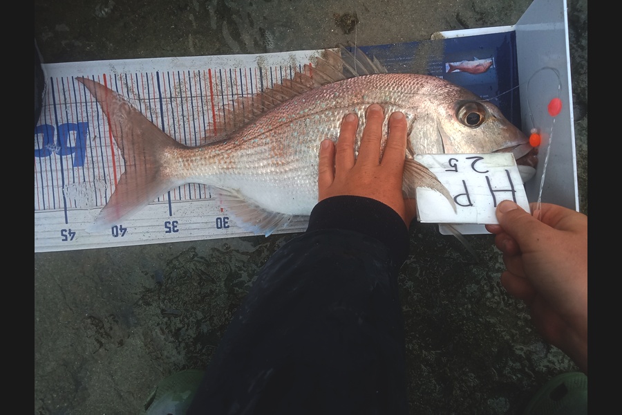 Bodhi Bishop Saunders caught this 39.0cm Snapper at Coromandel during The Hirepool Baitmates Fishing Comp