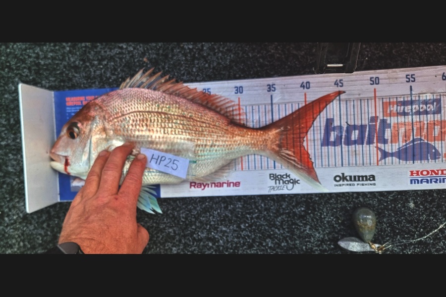 Harvey Jennings caught this 39.0cm Snapper at Auckland during The Hirepool Baitmates Fishing Comp