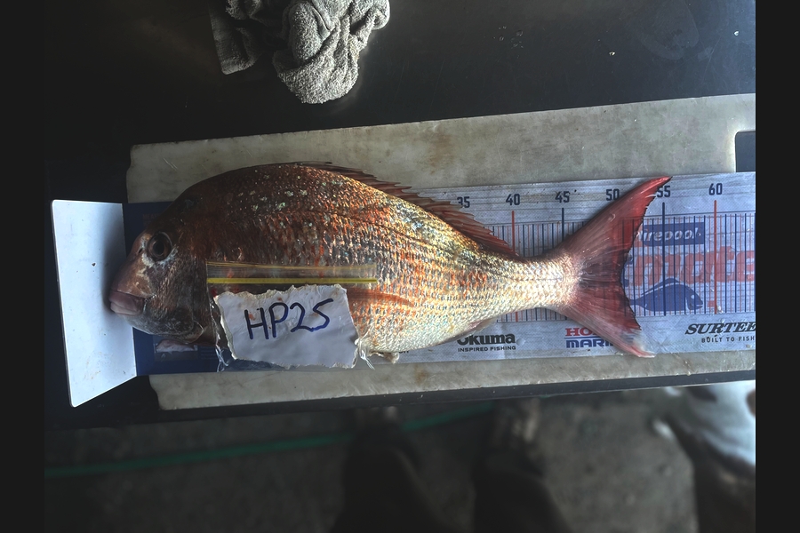 Harry Young caught this 50.5cm Snapper at Nelson/Marlborough during The Hirepool Baitmates Fishing Comp