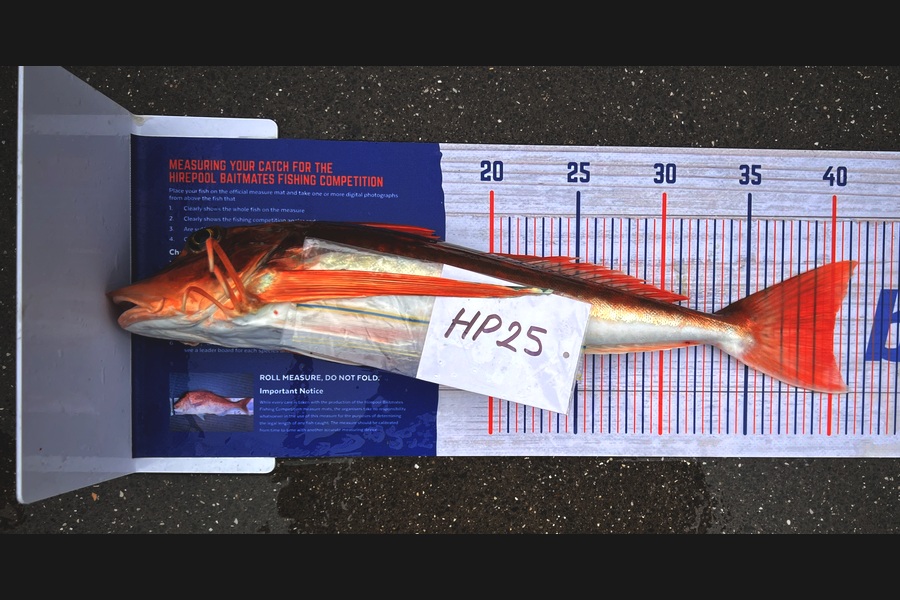 Jaxson Burns caught this 40.0cm Gurnard at Auckland during The Hirepool Baitmates Fishing Comp