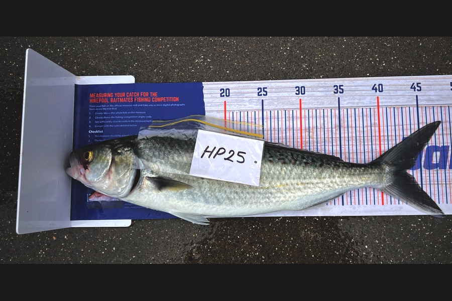 Jaxson Burns caught this 43.0cm Kahawai at Auckland during The Hirepool Baitmates Fishing Comp