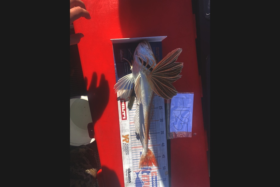Christian Wirepa caught this 48.5cm Gurnard at Nelson/Marlborough during The Hirepool Baitmates Fishing Comp