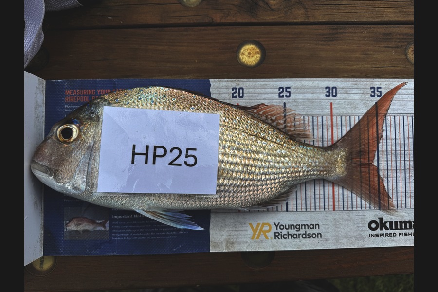 Cain Manley caught this 34cm Snapper at Bay of Plenty during The Hirepool Baitmates Fishing Comp