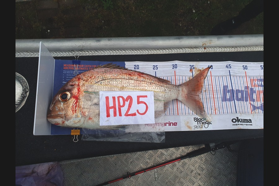 Nathaniel Beer caught this 36cm Snapper at Coromandel during The Hirepool Baitmates Fishing Comp