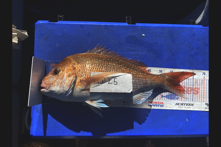 Riley Mitchell caught this 58cm Snapper at Nelson/Marlborough during The Hirepool Baitmates Fishing Comp