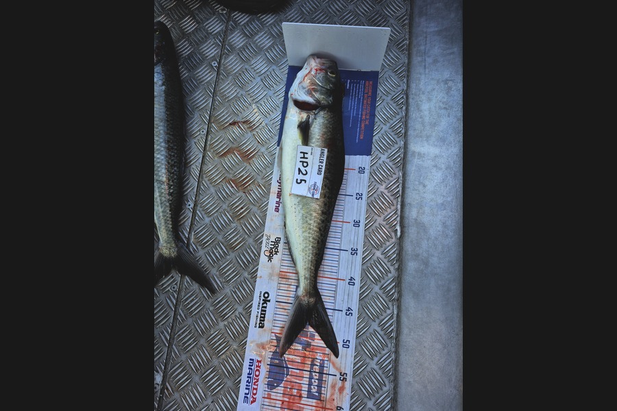 Lucas Rosson caught this 47.0cm Kahawai at Wellington during The Hirepool Baitmates Fishing Comp