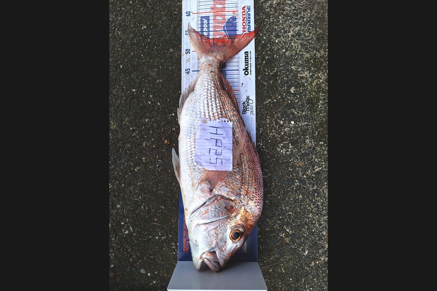Dan Langdon caught this 53.0cm Snapper at Auckland during The Hirepool Baitmates Fishing Comp