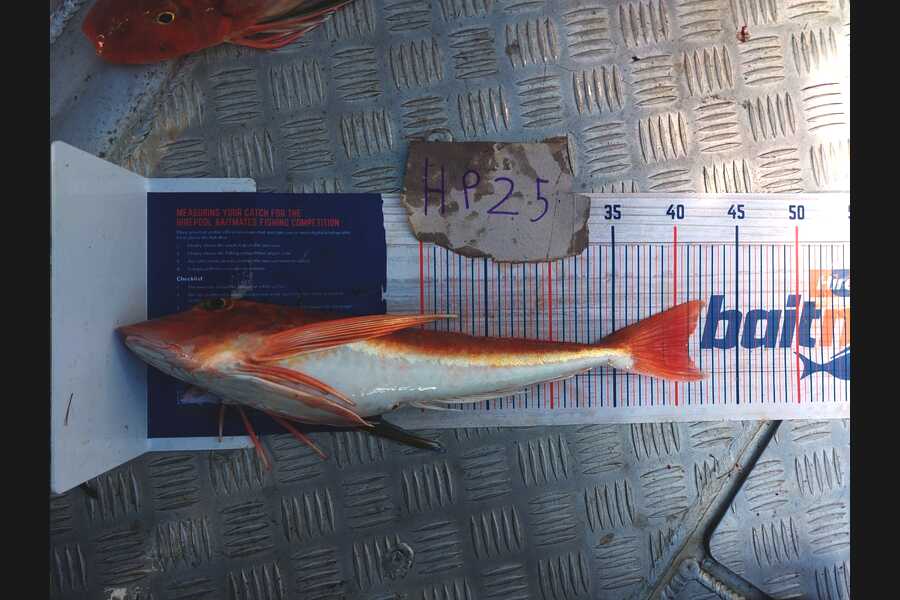 Samuel Wooster caught this 41.0cm Gurnard at Wellington during The Hirepool Baitmates Fishing Comp