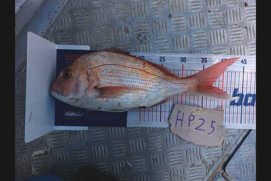 Samuel Wooster caught this 37.0cm Snapper at Wellington during The Hirepool Baitmates Fishing Comp