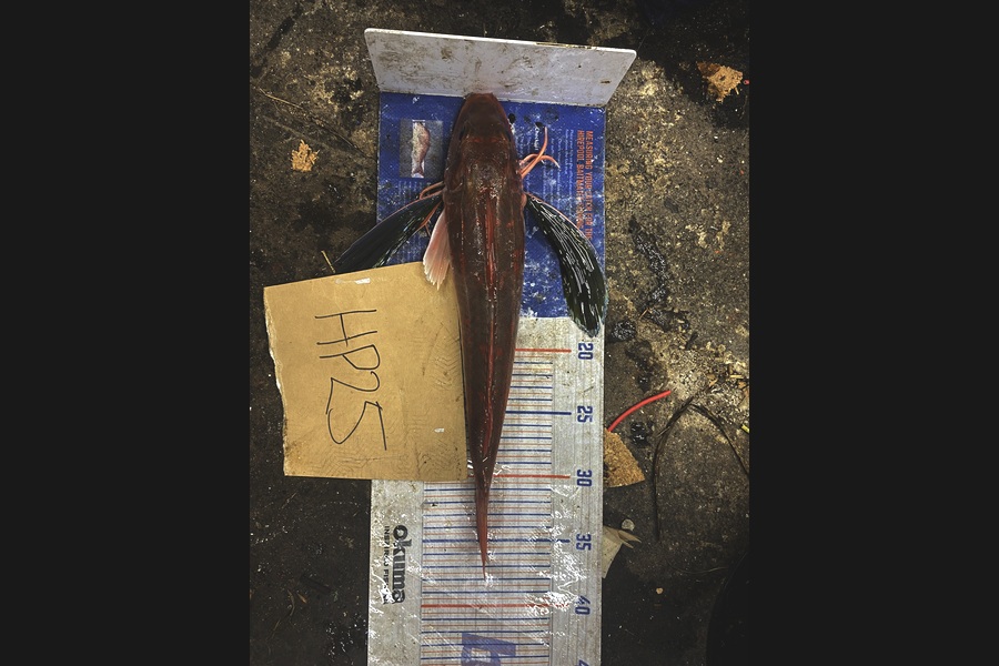 Maddison Irving caught this 36cm Gurnard at Auckland during The Hirepool Baitmates Fishing Comp
