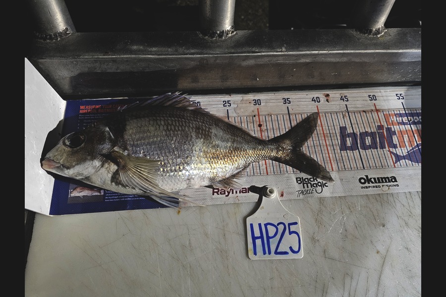 Evie Grace caught this 35.5cm Tarakihi at Canterbury during The Hirepool Baitmates Fishing Comp