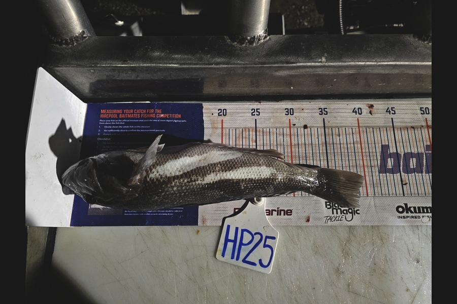 Evie Grace caught this 38.5cm Blue Cod at Canterbury during The Hirepool Baitmates Fishing Comp