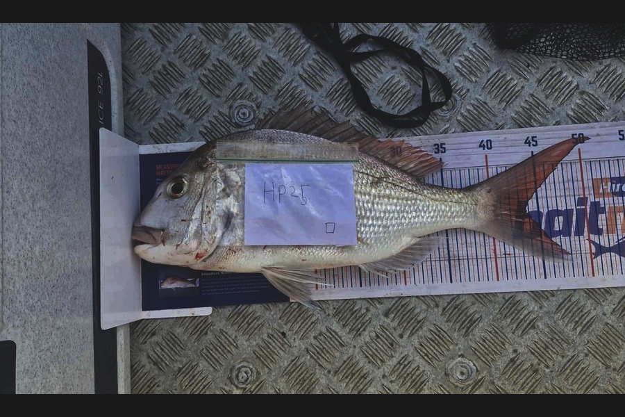 Alex Rasmussen caught this 43.5cm Snapper at Coromandel during The Hirepool Baitmates Fishing Comp