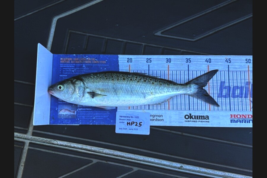 Braxton Allan caught this 38.5cm Kahawai at Wellington during The Hirepool Baitmates Fishing Comp